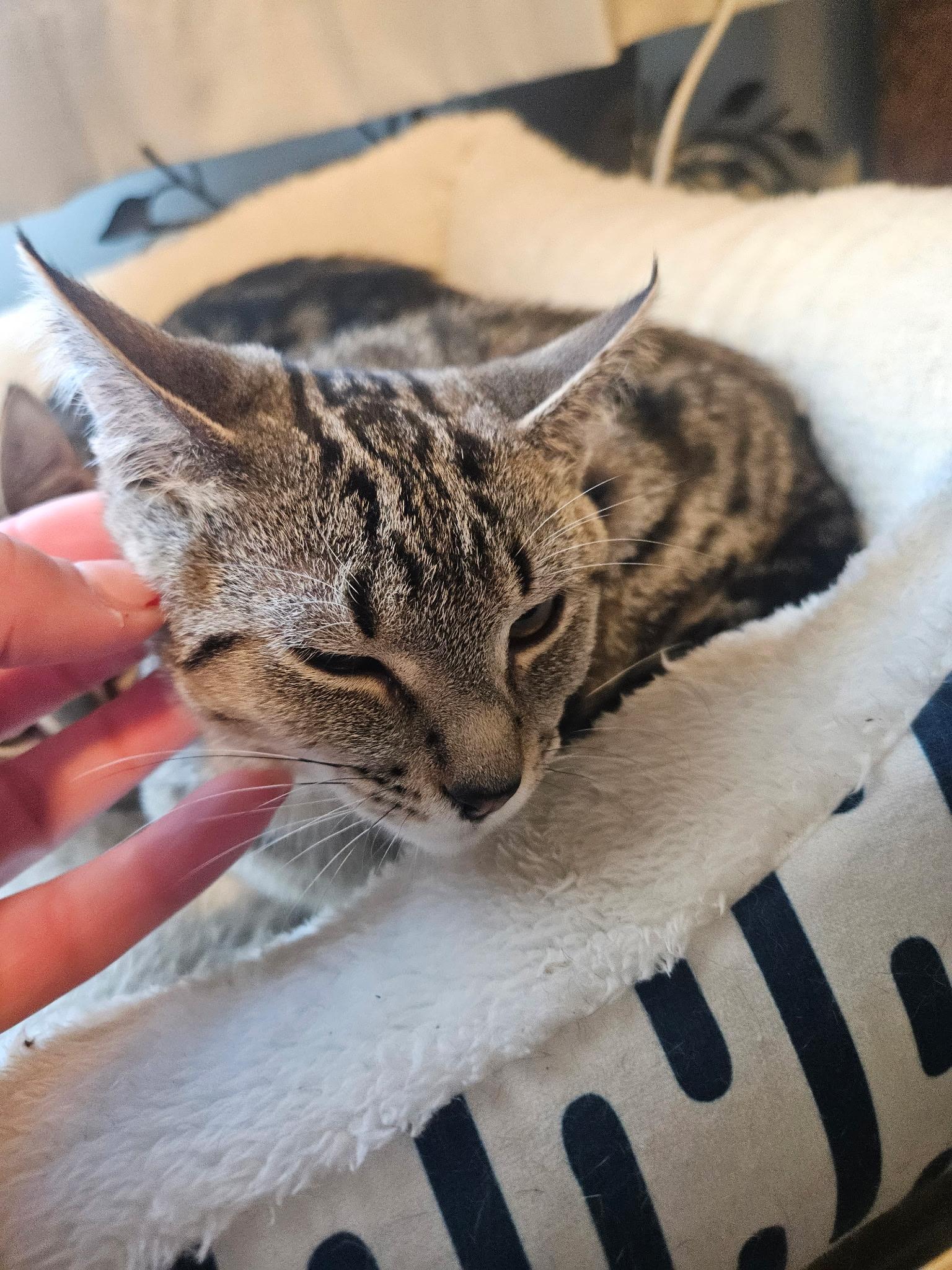 Winona, a Adoptable Domestic Short Hair in Columbus, OH image 2/6
