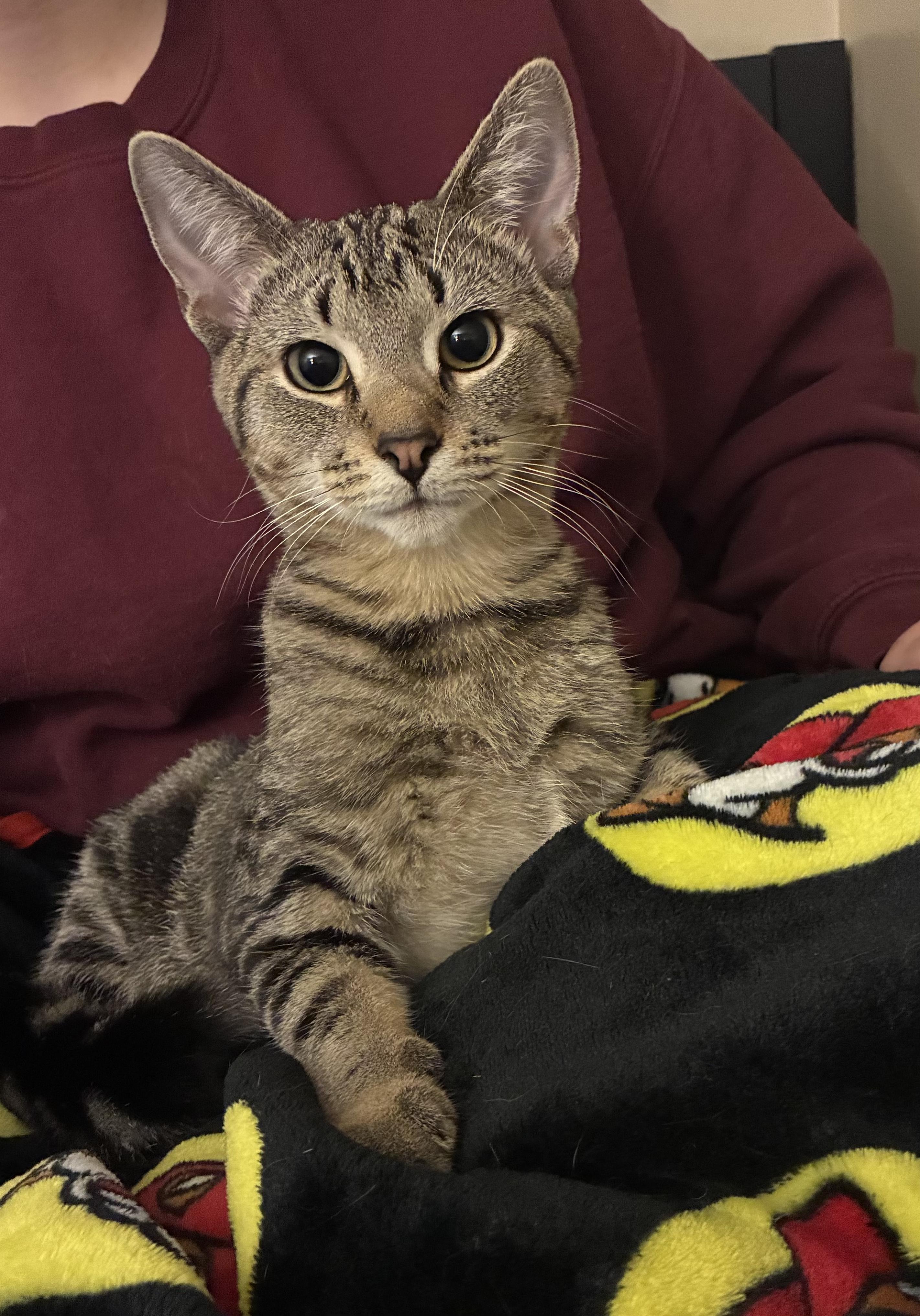 Enlarge Winona, a Adoptable Domestic Short Hair in Columbus, OH image 5/6