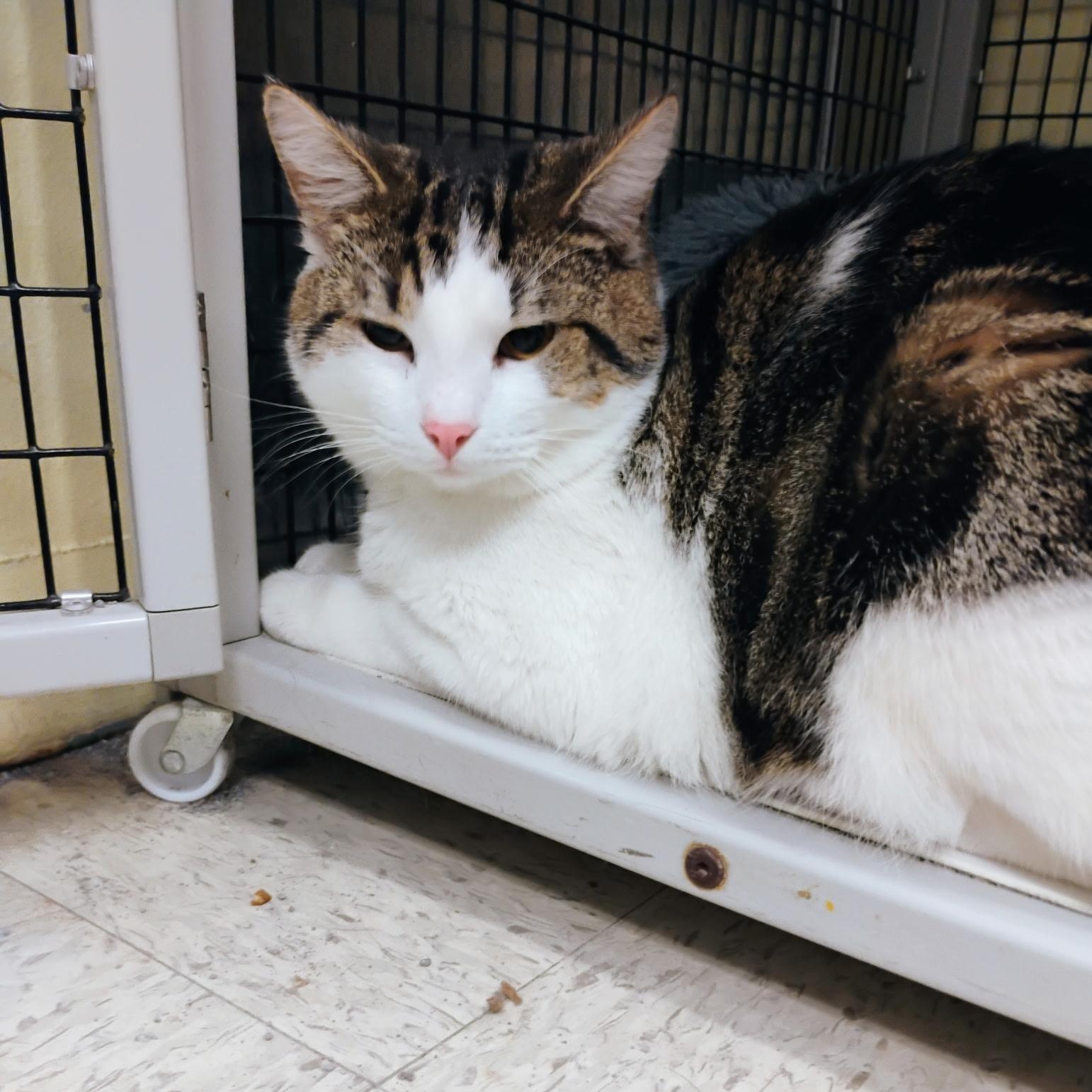 Conway & Dash – Double the Charm, Double the Love