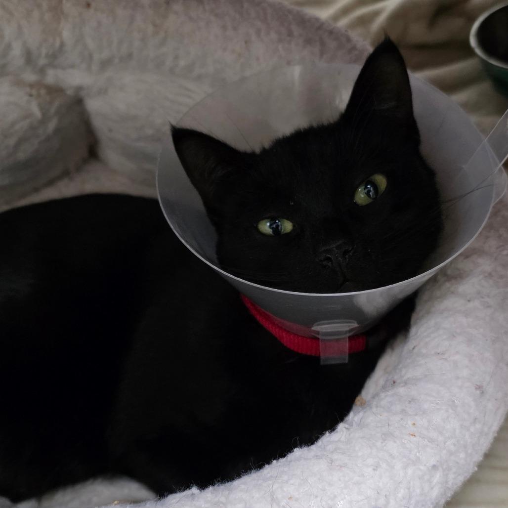 Enlarge Lyric, a Adoptable Domestic Short Hair in Detroit Lakes, MN image 1/6