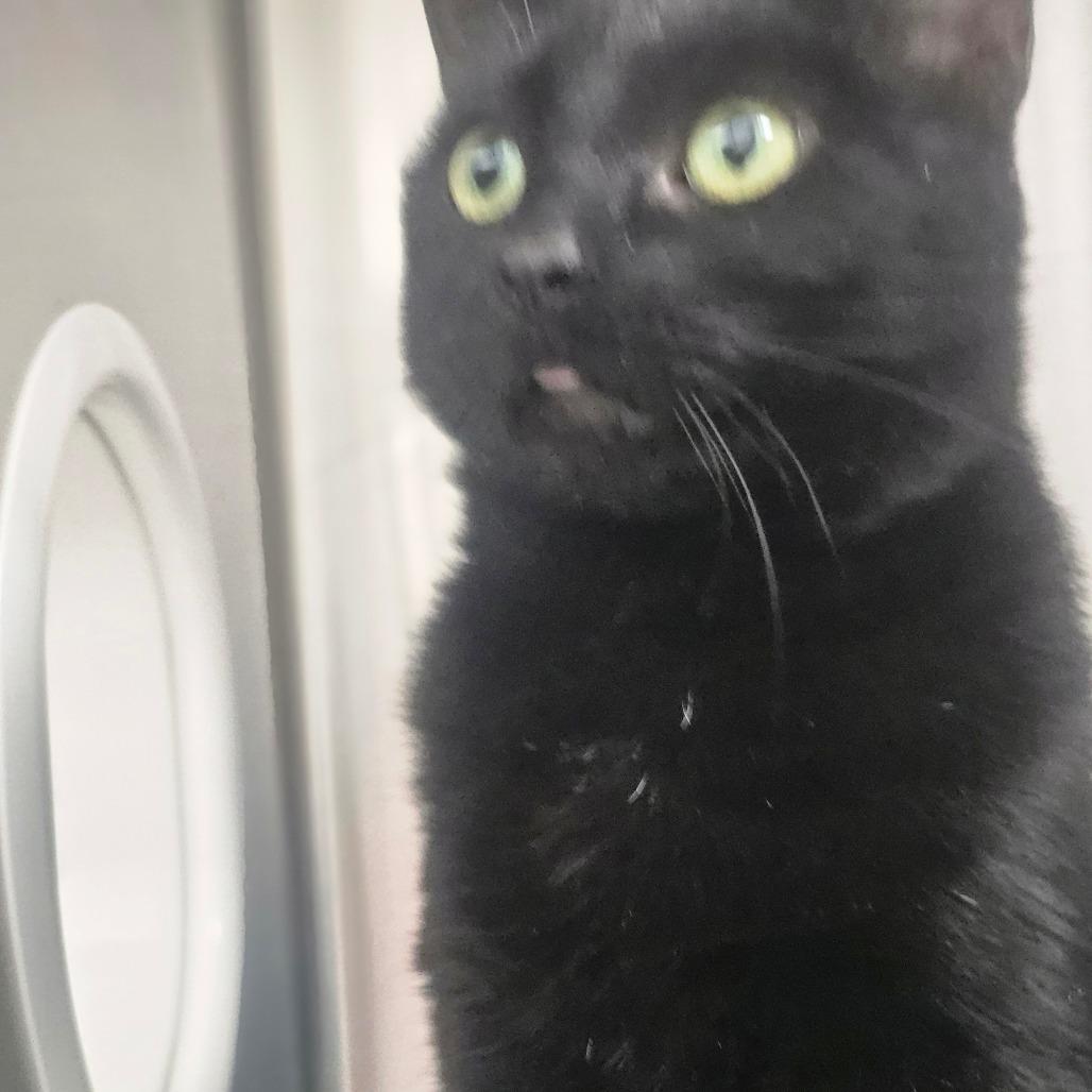 Enlarge Lyric, a Adoptable Domestic Short Hair in Detroit Lakes, MN image 2/6