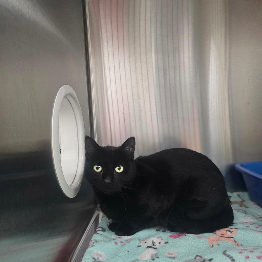 Enlarge Lyric, a Adoptable Domestic Short Hair in Detroit Lakes, MN image 3/6