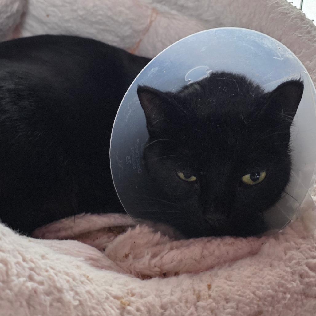 Enlarge Lyric, a Adoptable Domestic Short Hair in Detroit Lakes, MN image 4/6