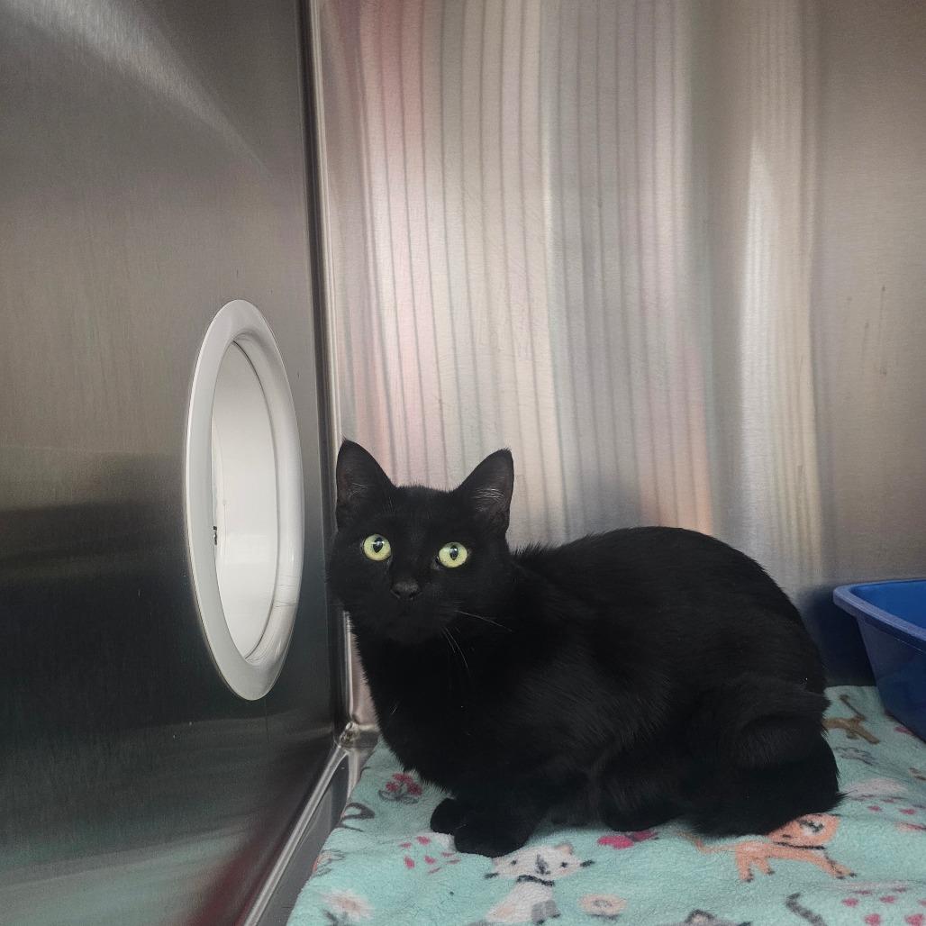 Enlarge Lyric, a Adoptable Domestic Short Hair in Detroit Lakes, MN image 4/6