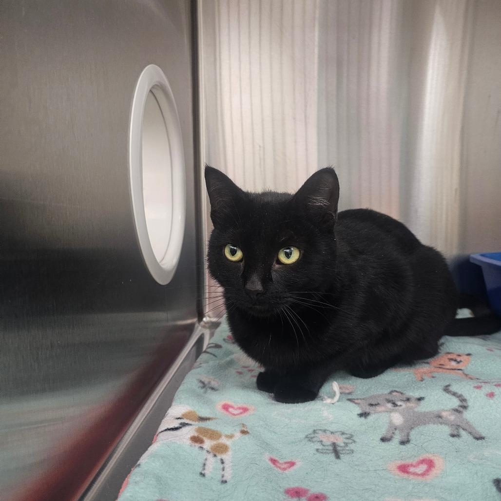 Enlarge Lyric, a Adoptable Domestic Short Hair in Detroit Lakes, MN image 5/6