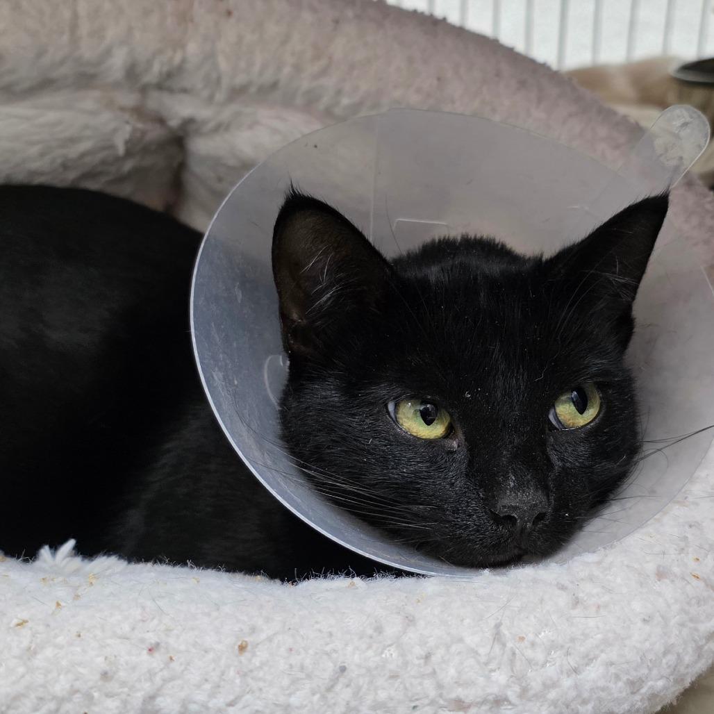 Enlarge Lyric, a Adoptable Domestic Short Hair in Detroit Lakes, MN image 6/6