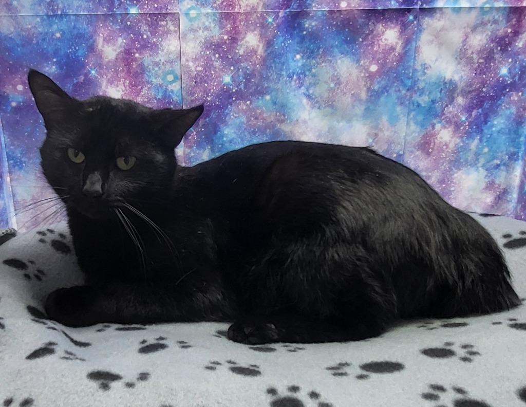 Enlarge Beau, a Adoptable mixed breed in Washington Court House, OH image 1/3