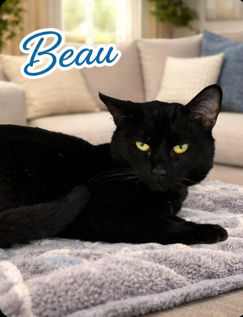 Enlarge Beau, a Adoptable mixed breed in Washington Court House, OH image 2/3