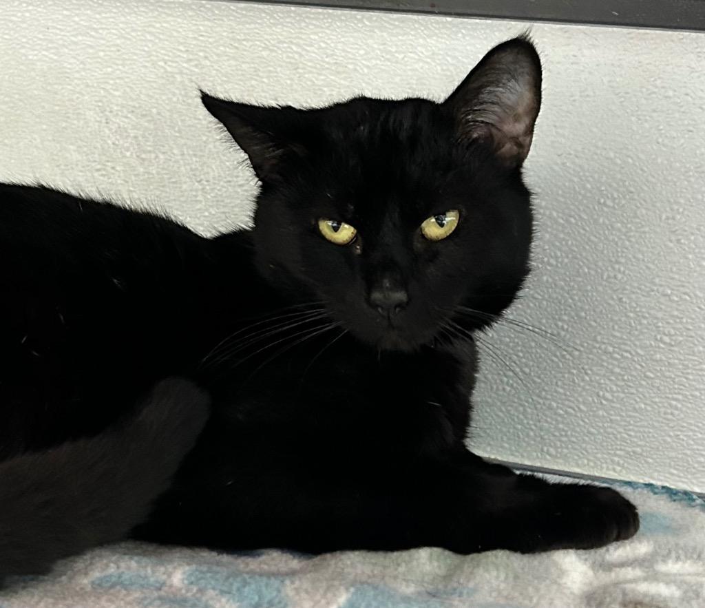 Enlarge Beau, a Adoptable mixed breed in Washington Court House, OH image 3/3