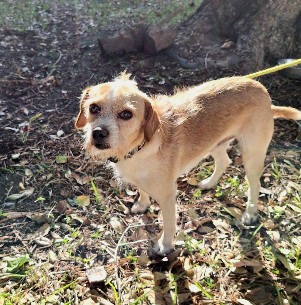 Ozulo BR14114-T  LOCAL Adoption Event in Burlington 3/21, Adoptable, Adult Male Jack Russell Terrier.