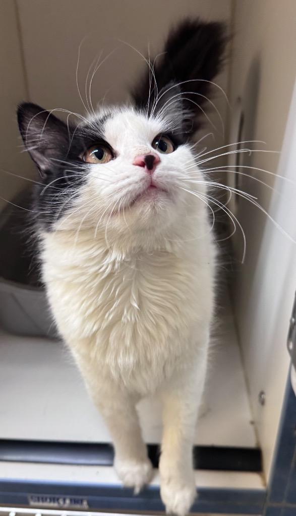 Enlarge Glenda, a Adoptable mixed breed in Crandon, WI image 1/2