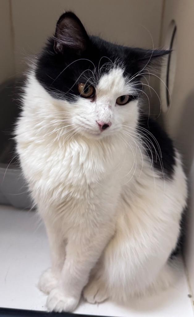 Enlarge Glenda, a Adoptable mixed breed in Crandon, WI image 2/2