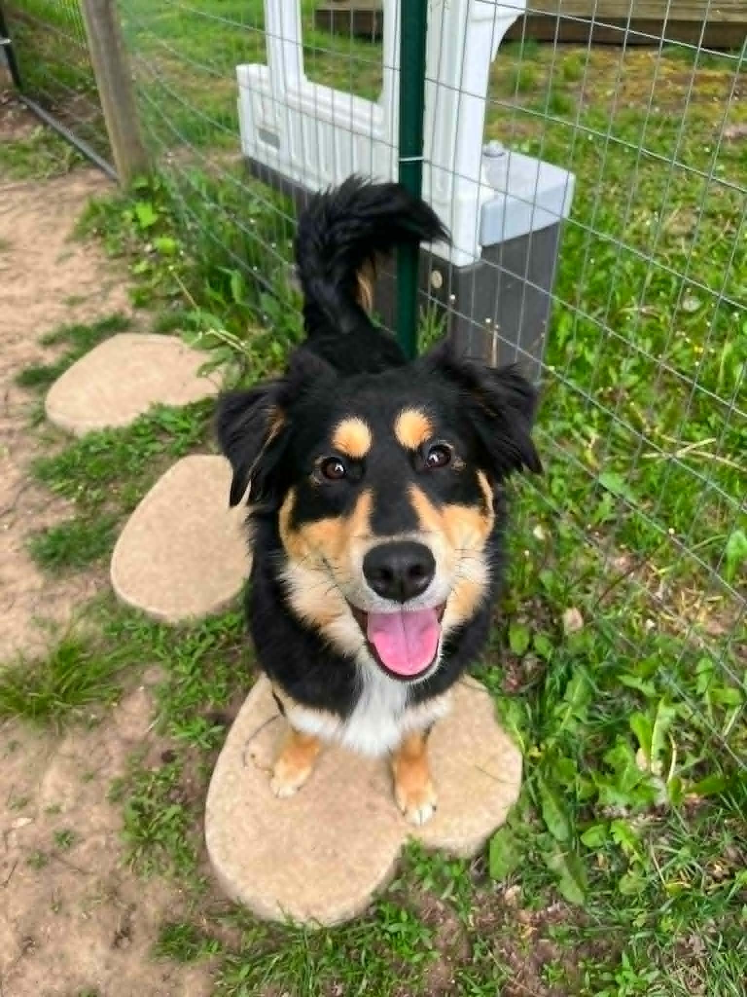Kevin James, an adopted mixed breed in Burlington, MI image 1/6