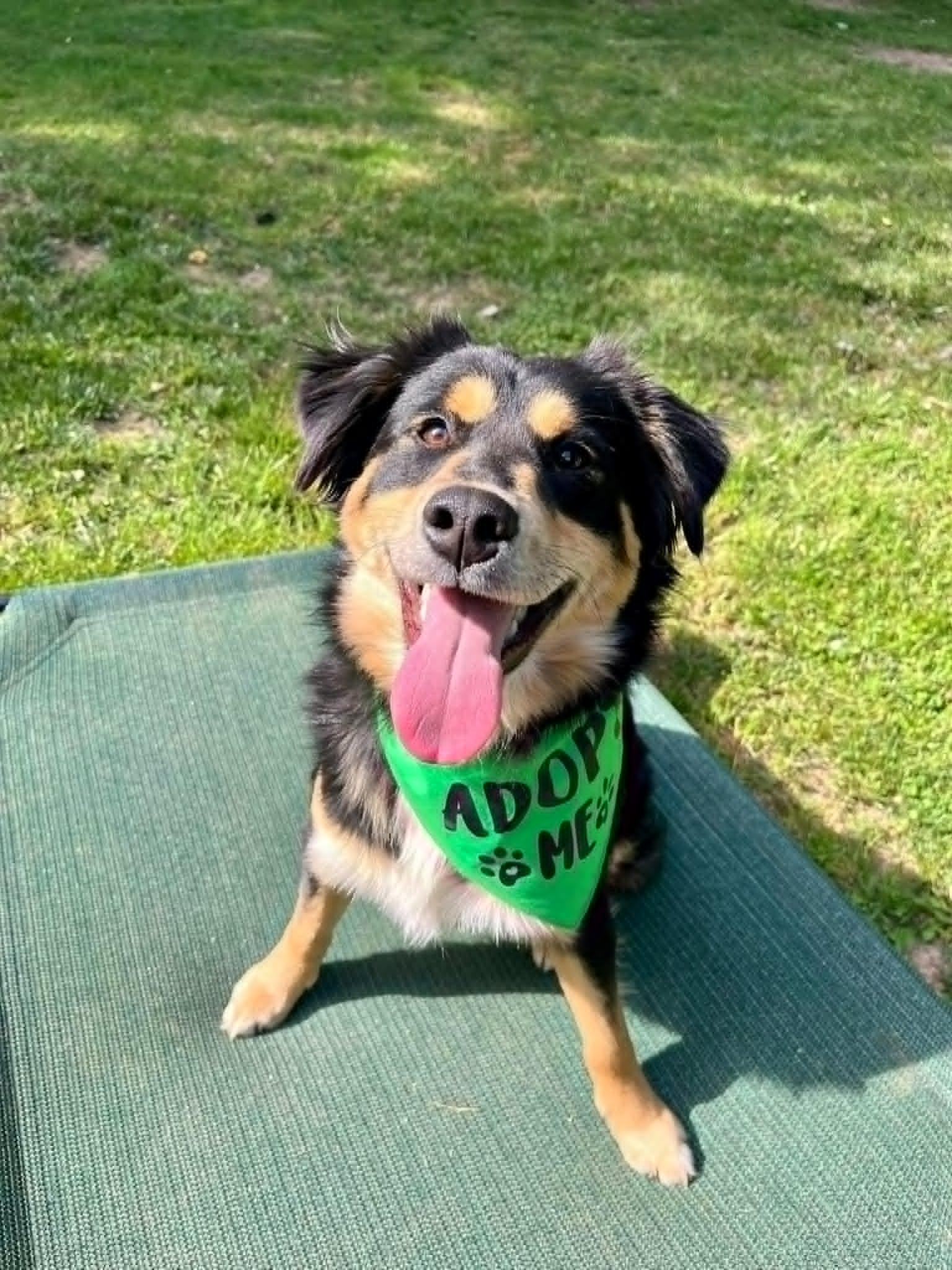 Kevin James, an adopted mixed breed in Burlington, MI image 5/6