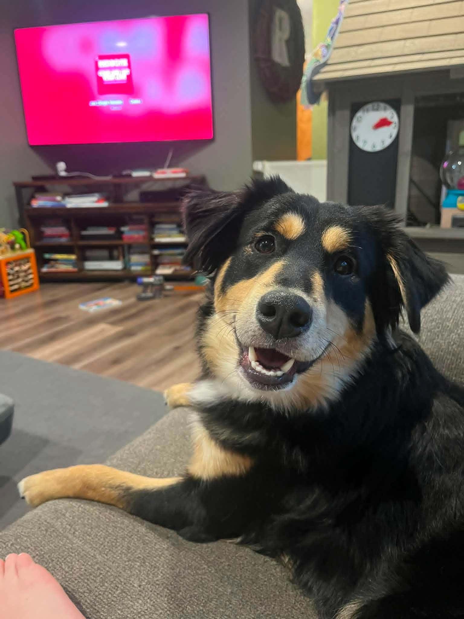Kevin James, an adopted mixed breed in Burlington, MI image 2/6