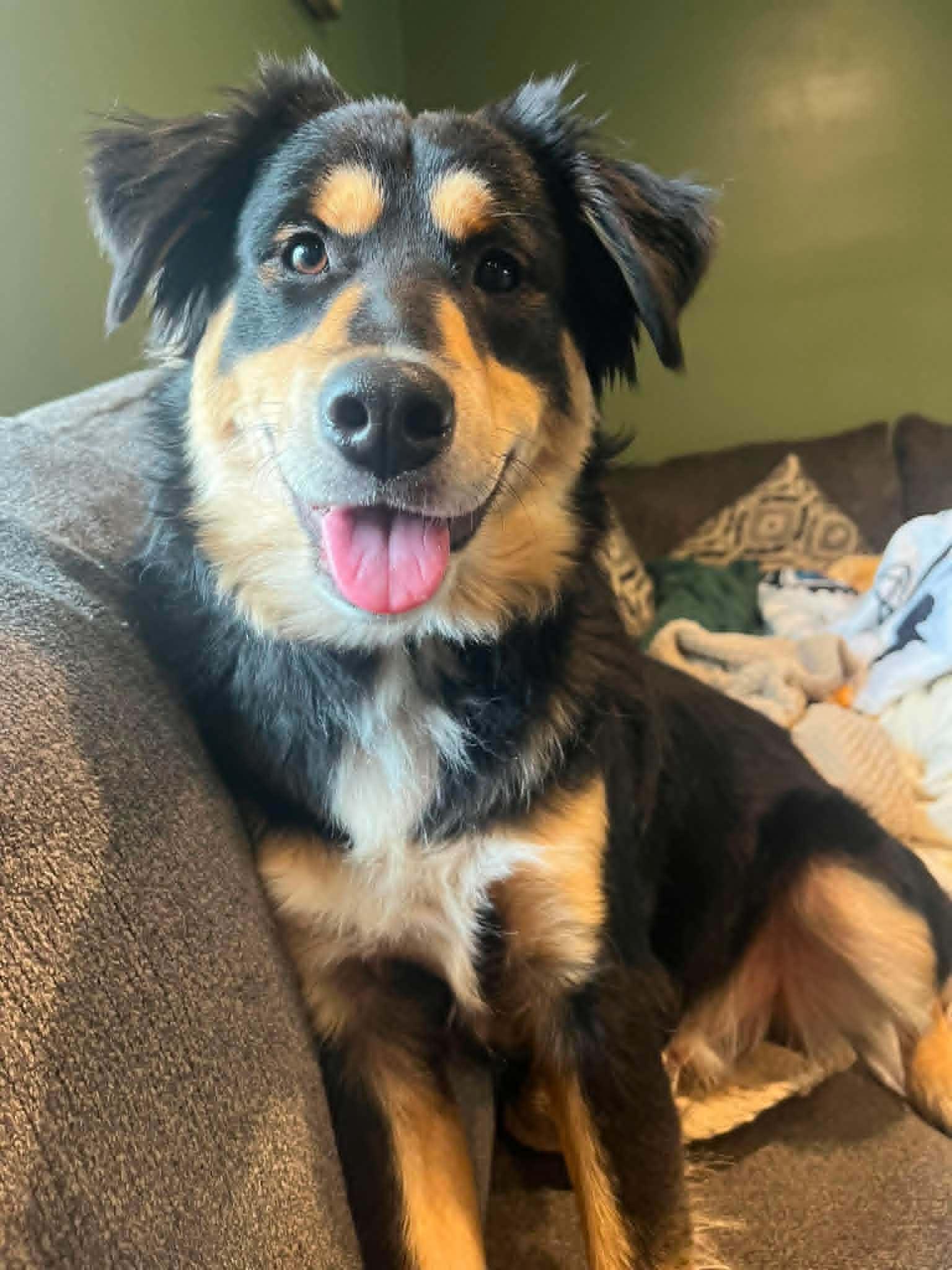 Kevin James, an adopted mixed breed in Burlington, MI image 3/6
