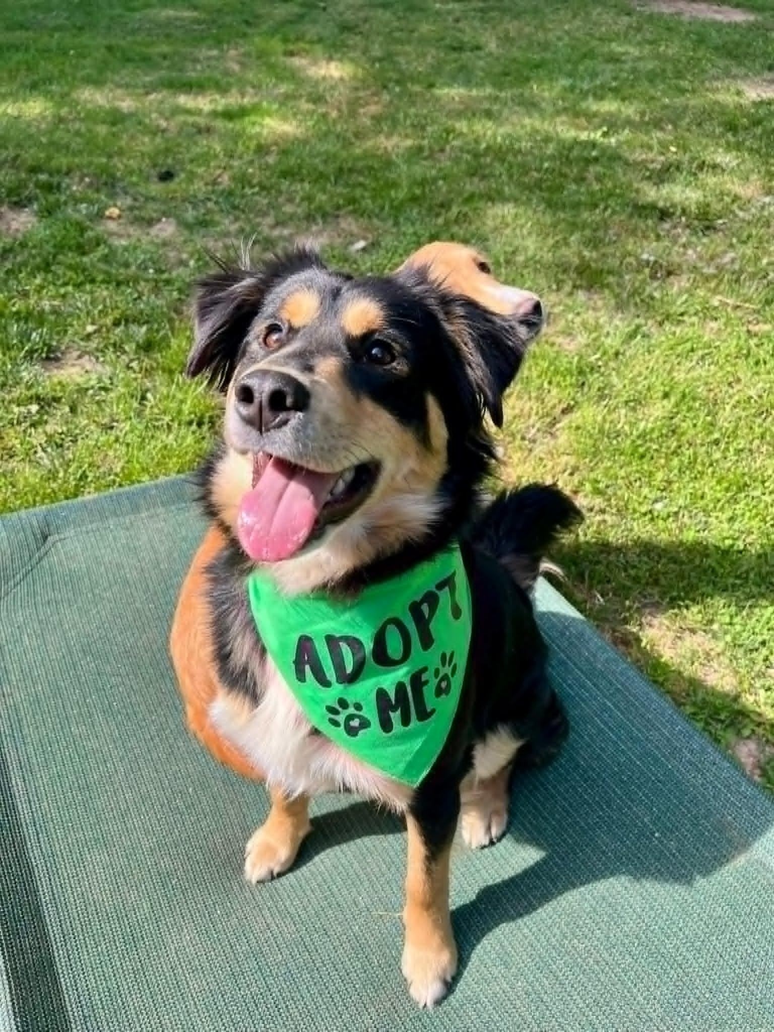 Kevin James, an adopted mixed breed in Burlington, MI image 6/6