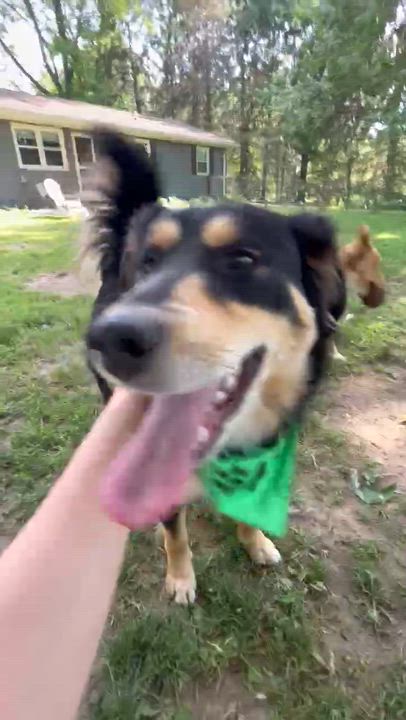 Enlarge Kevin James, an adopted mixed breed in Burlington, MI video 4/6