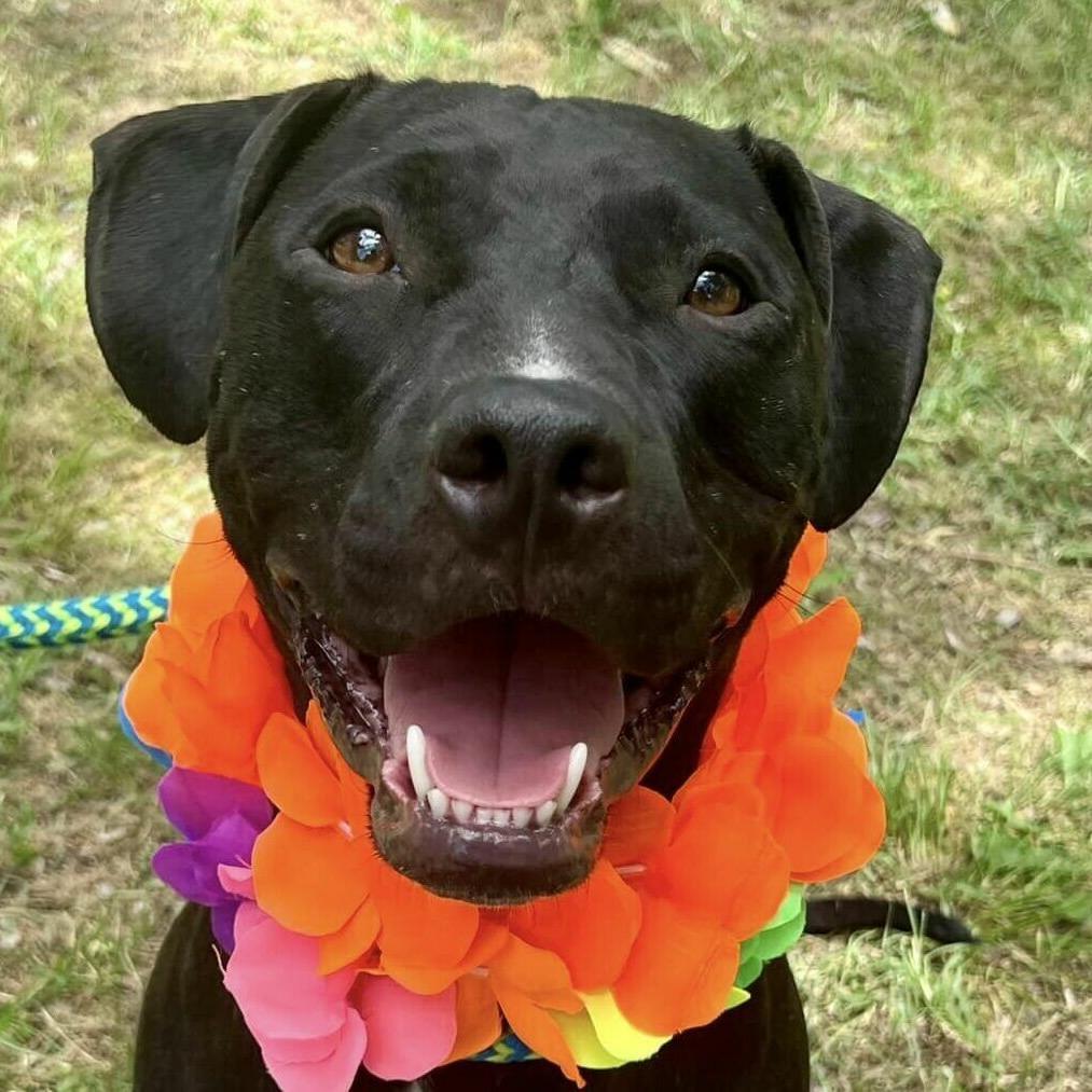 Enlarge Hercules, a Adoptable Pit Bull Terrier in Wichita, KS image 1/5