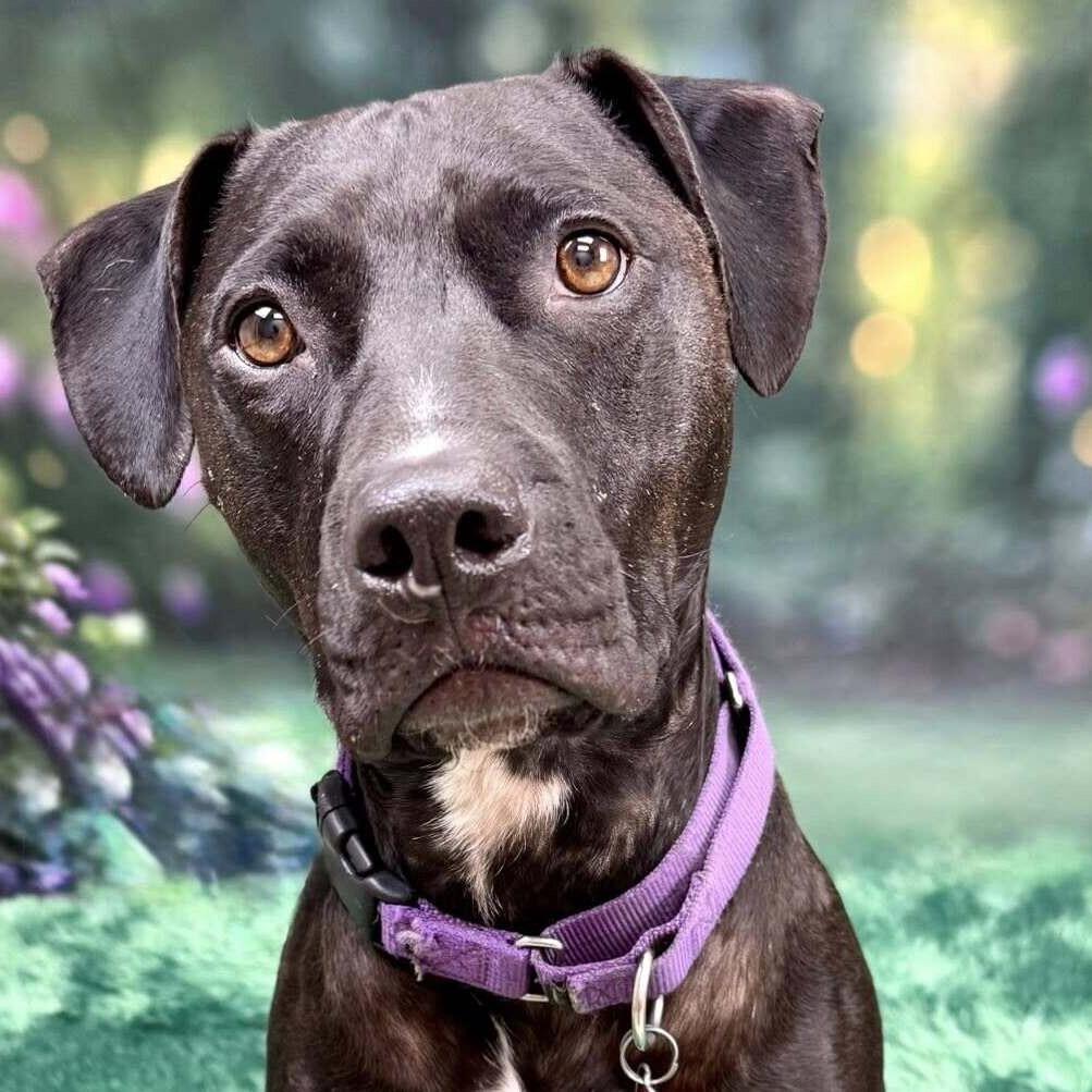 Enlarge Hercules, a Adoptable Pit Bull Terrier in Wichita, KS image 2/5