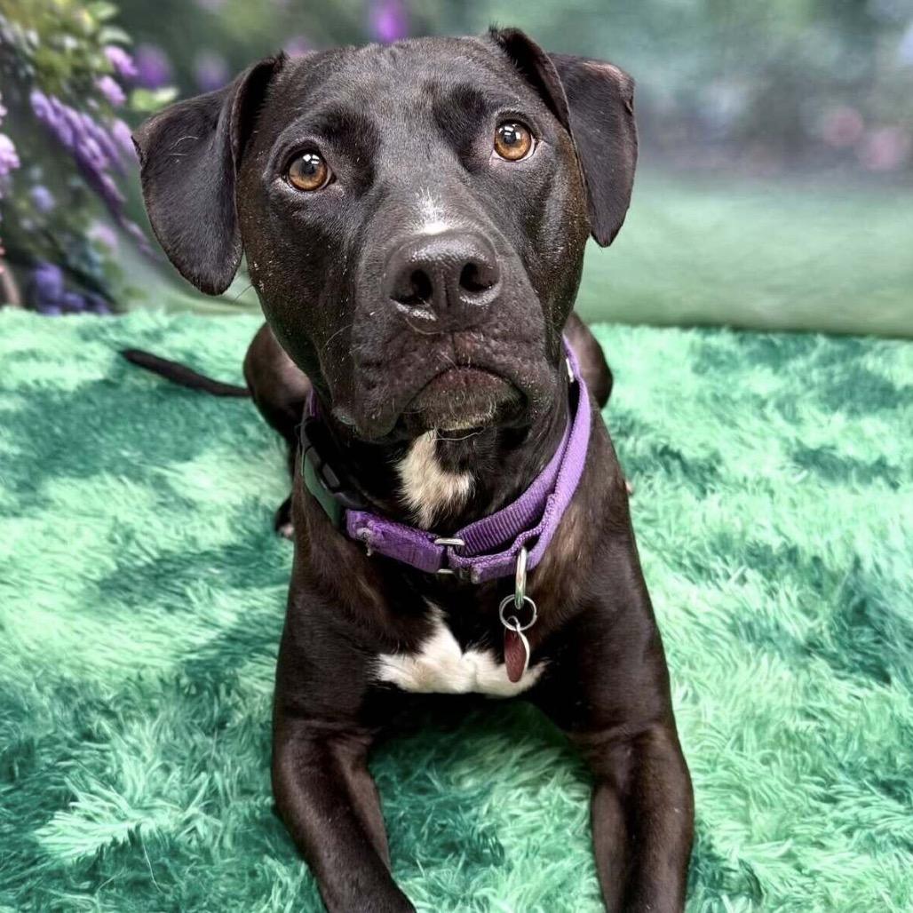 Enlarge Hercules, a Adoptable Pit Bull Terrier in Wichita, KS image 3/5