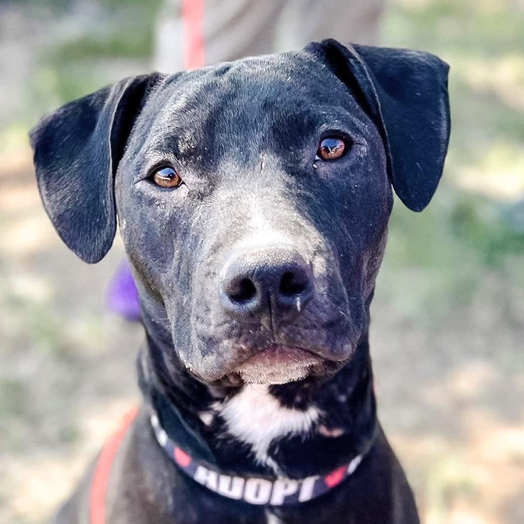 Enlarge Hercules, a Adoptable Pit Bull Terrier in Wichita, KS image 4/5