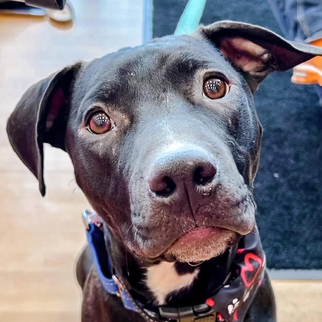 Enlarge Hercules, a Adoptable Pit Bull Terrier in Wichita, KS image 5/5