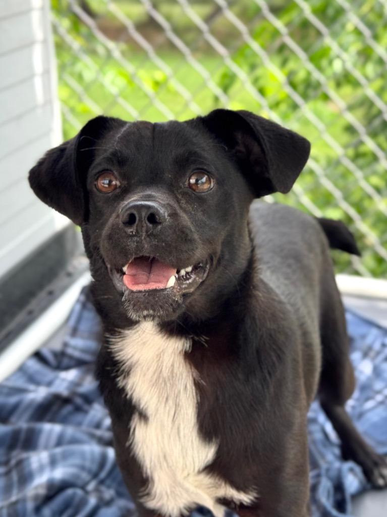 Piggy Sue, Adoptable, Puppy Female Pug & Cattle Dog.
