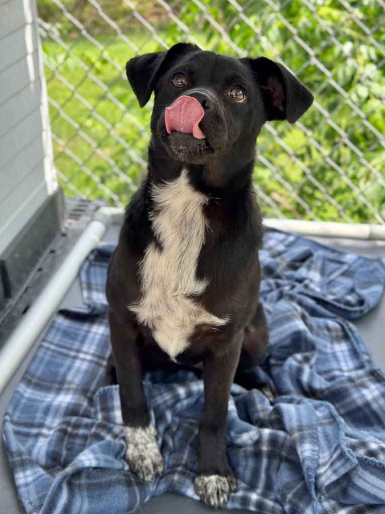 Enlarge Piggy Sue, a Adoptable mixed breed in Canyon Lake, TX image 2/2