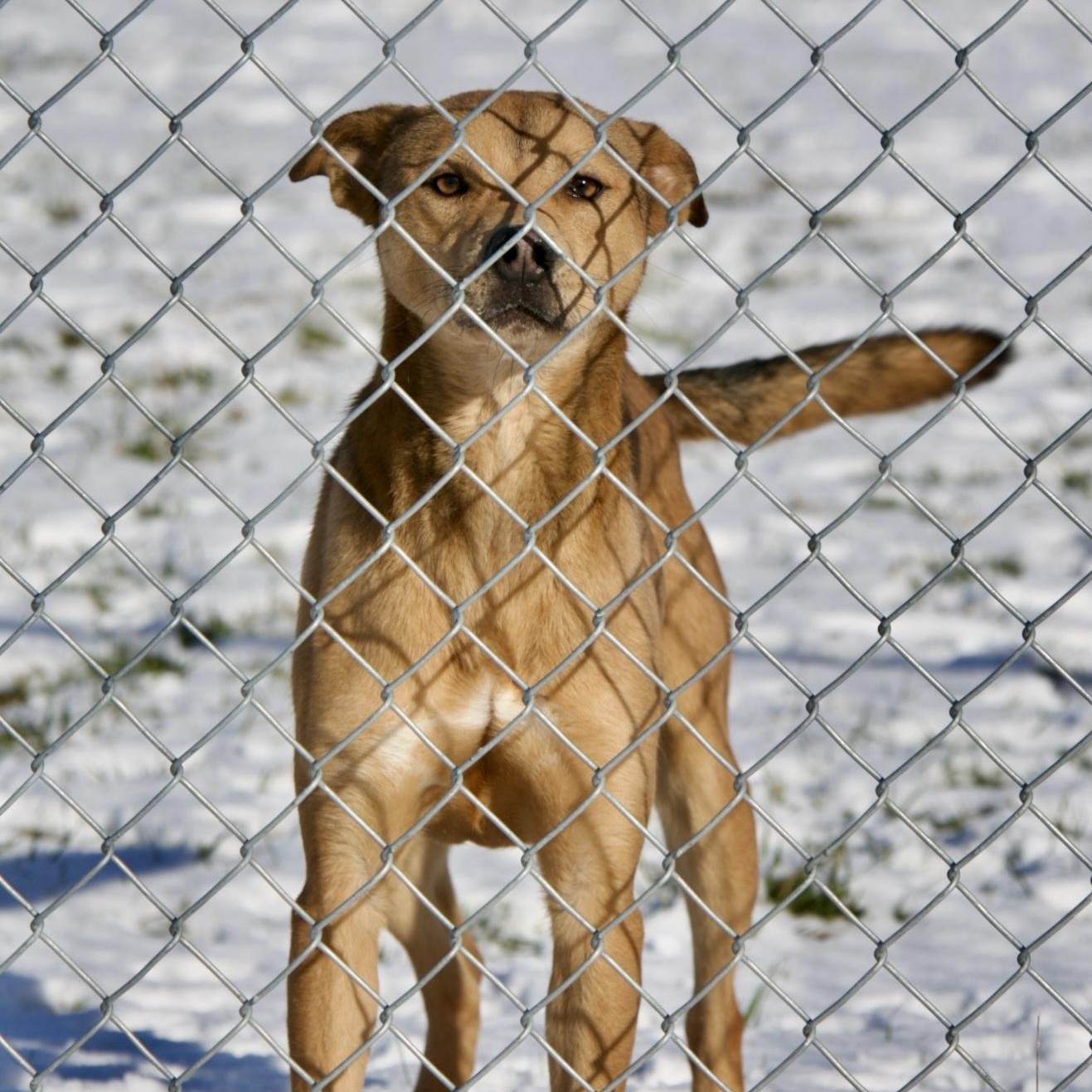 Enlarge Buck, a Adoptable mixed breed in Mount Sterling, KY image 3/3