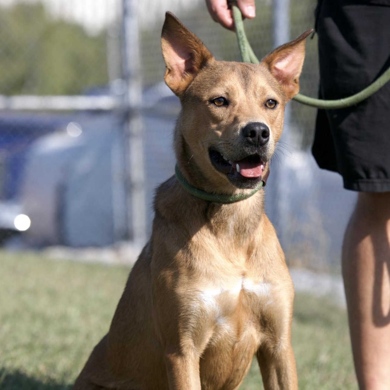 Enlarge Buck, a Adoptable mixed breed in Mount Sterling, KY image 2/3