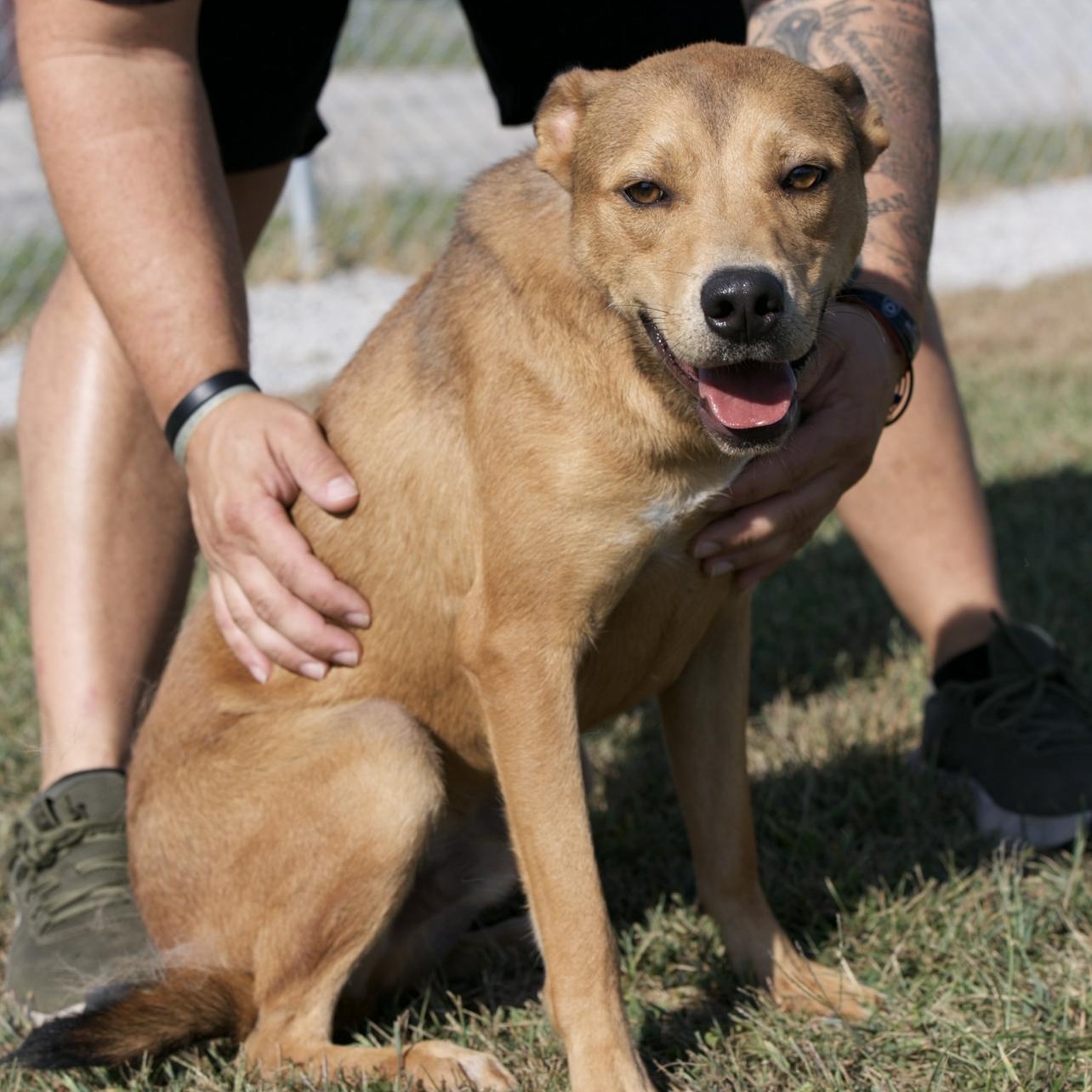 Buck, Adoptable, Adult Male Terrier & Basenji.