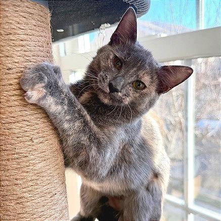 Donna Kittens: Elsie, Adoptable, Young Female Domestic Short Hair.