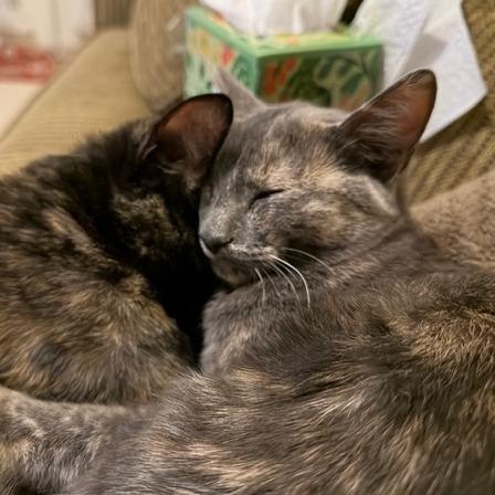 Enlarge Donna Kittens: Elsie, a Adoptable Domestic Short Hair in Washington, DC image 2/4