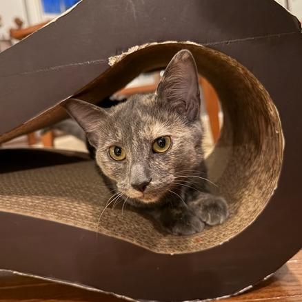 Enlarge Donna Kittens: Elsie, a Adoptable Domestic Short Hair in Washington, DC image 3/4