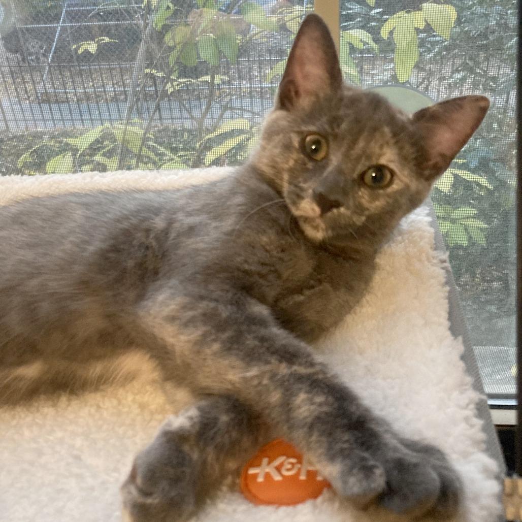 Enlarge Donna Kittens: Elsie, a Adoptable Domestic Short Hair in Washington, DC image 4/4