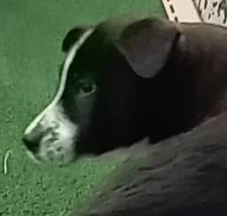 Poison : Bobby thumbnail 2