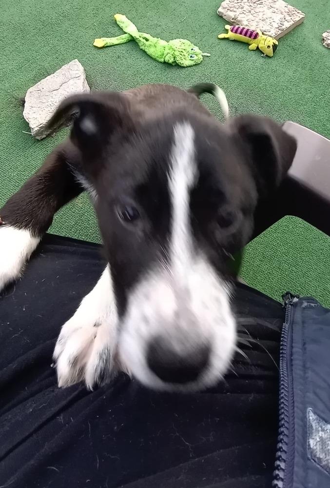 Poison : Bobby thumbnail 4