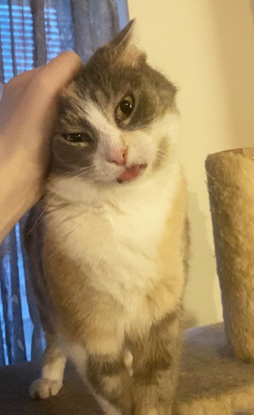 Ursula Melvin, Adoptable, Senior Female Domestic Short Hair.