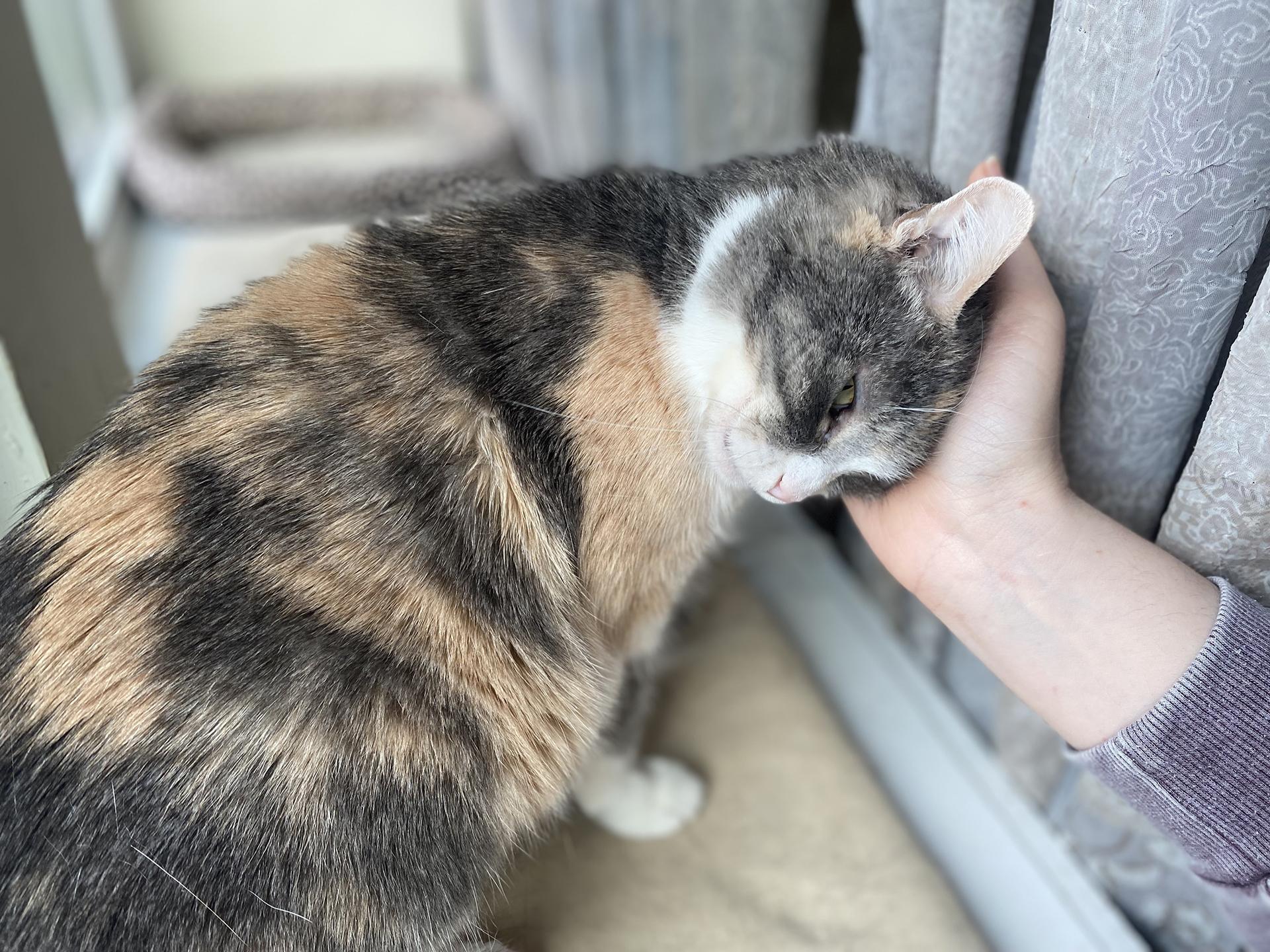 Enlarge Ursula Melvin, an adopted Domestic Short Hair in Philadelphia, PA image 5/6