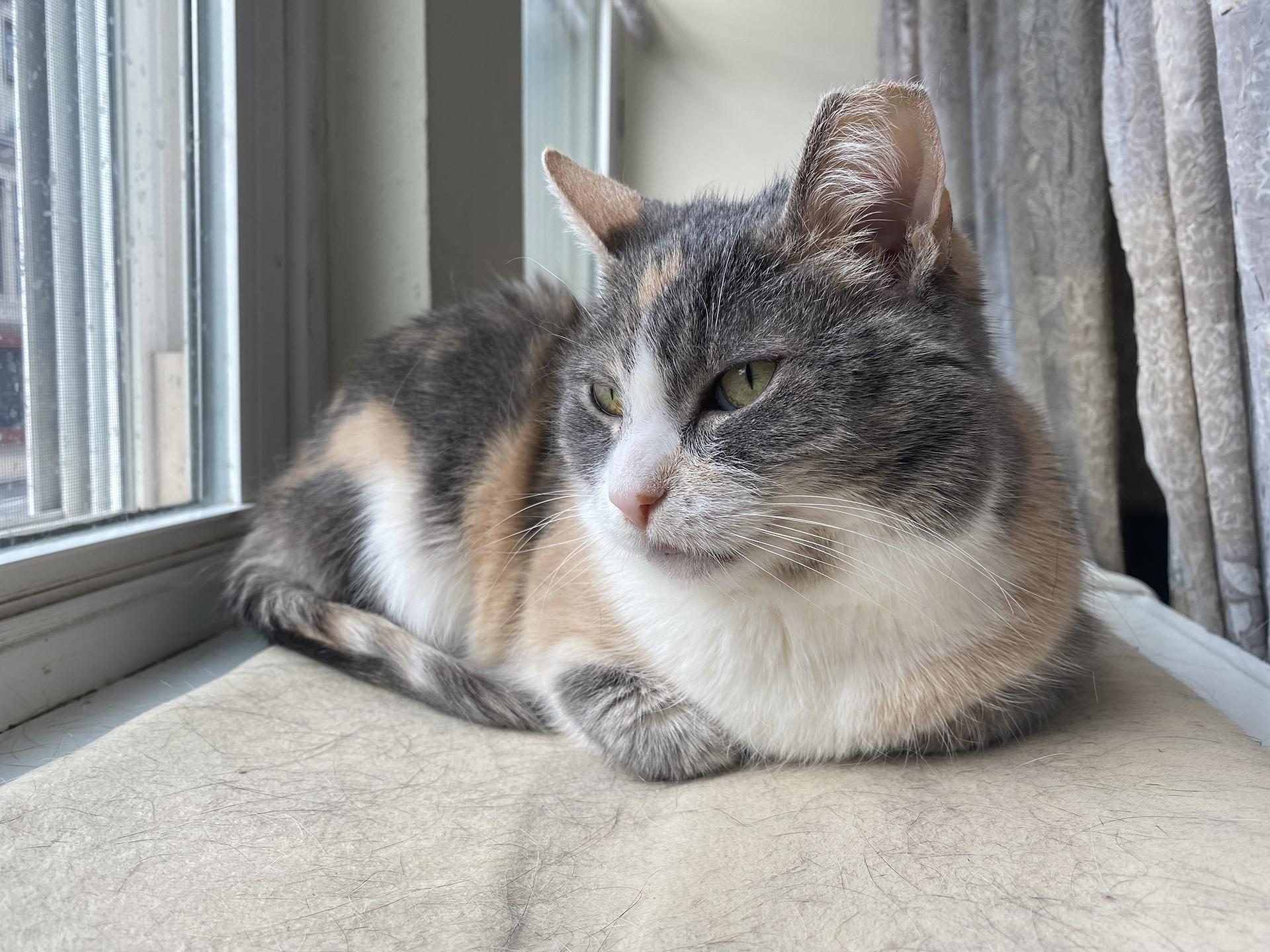 Enlarge Ursula Melvin, an adopted Domestic Short Hair in Philadelphia, PA image 1/6