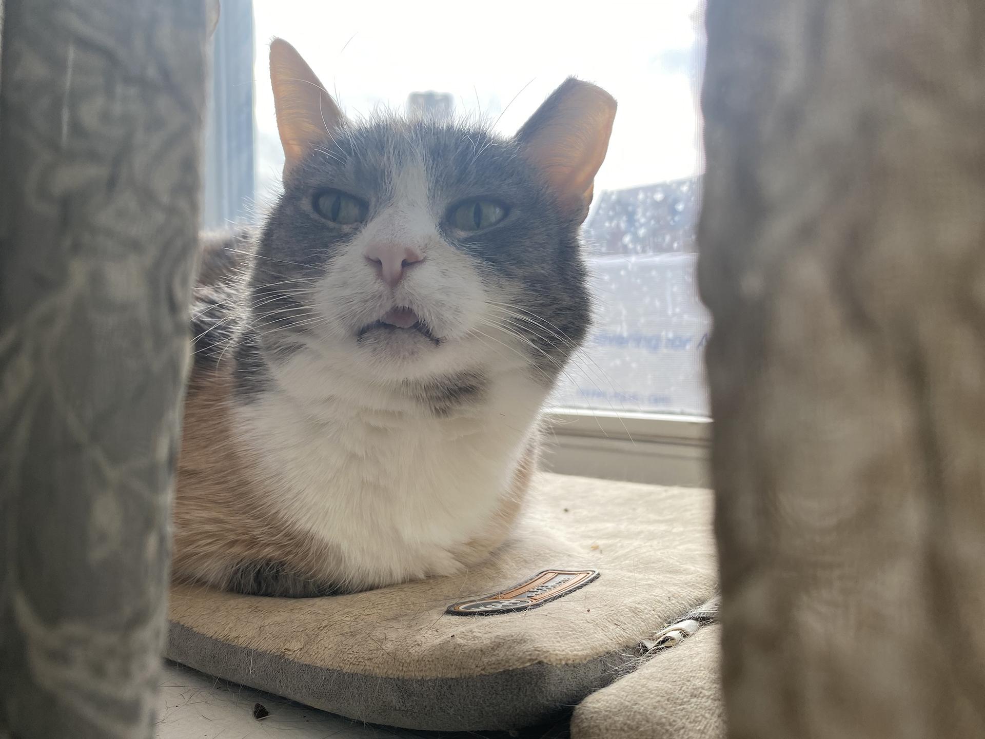 Enlarge Ursula Melvin, an adopted Domestic Short Hair in Philadelphia, PA image 6/6