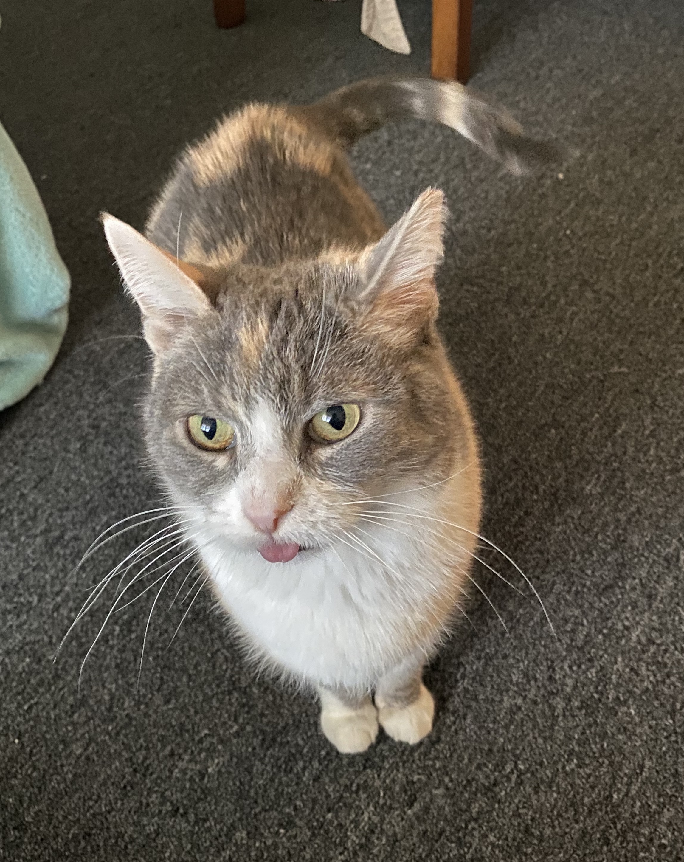 Enlarge Ursula Melvin, a Adoptable Domestic Short Hair in Philadelphia, PA image 2/3