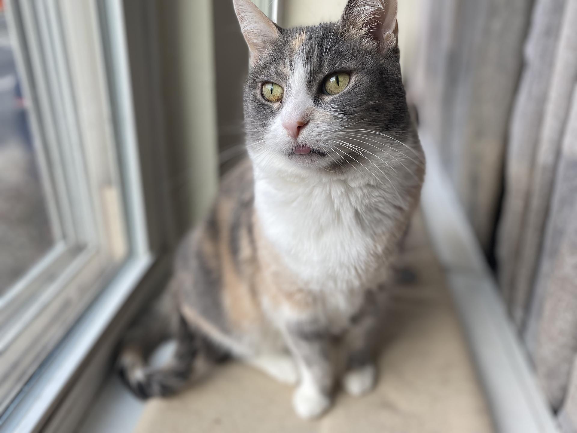 Enlarge Ursula Melvin, an adopted Domestic Short Hair in Philadelphia, PA image 2/6