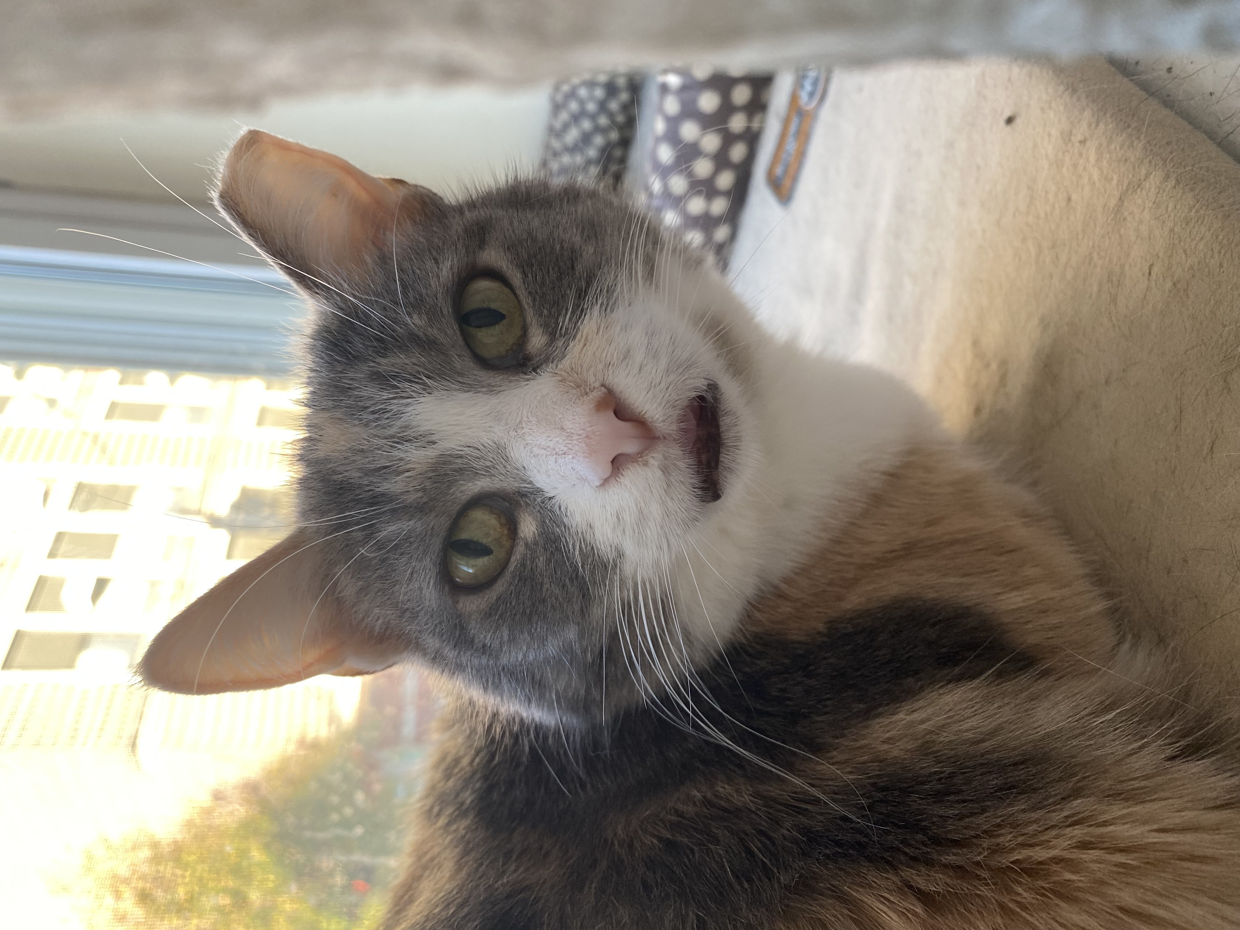 Enlarge Ursula Melvin, a Adoptable Domestic Short Hair in Philadelphia, PA image 3/3