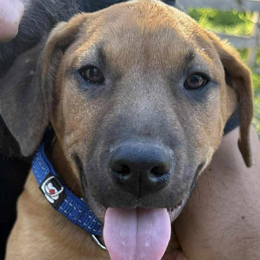 Boots, ADOPTABLE, Puppy Male Mixed Breed & Carolina Dog.