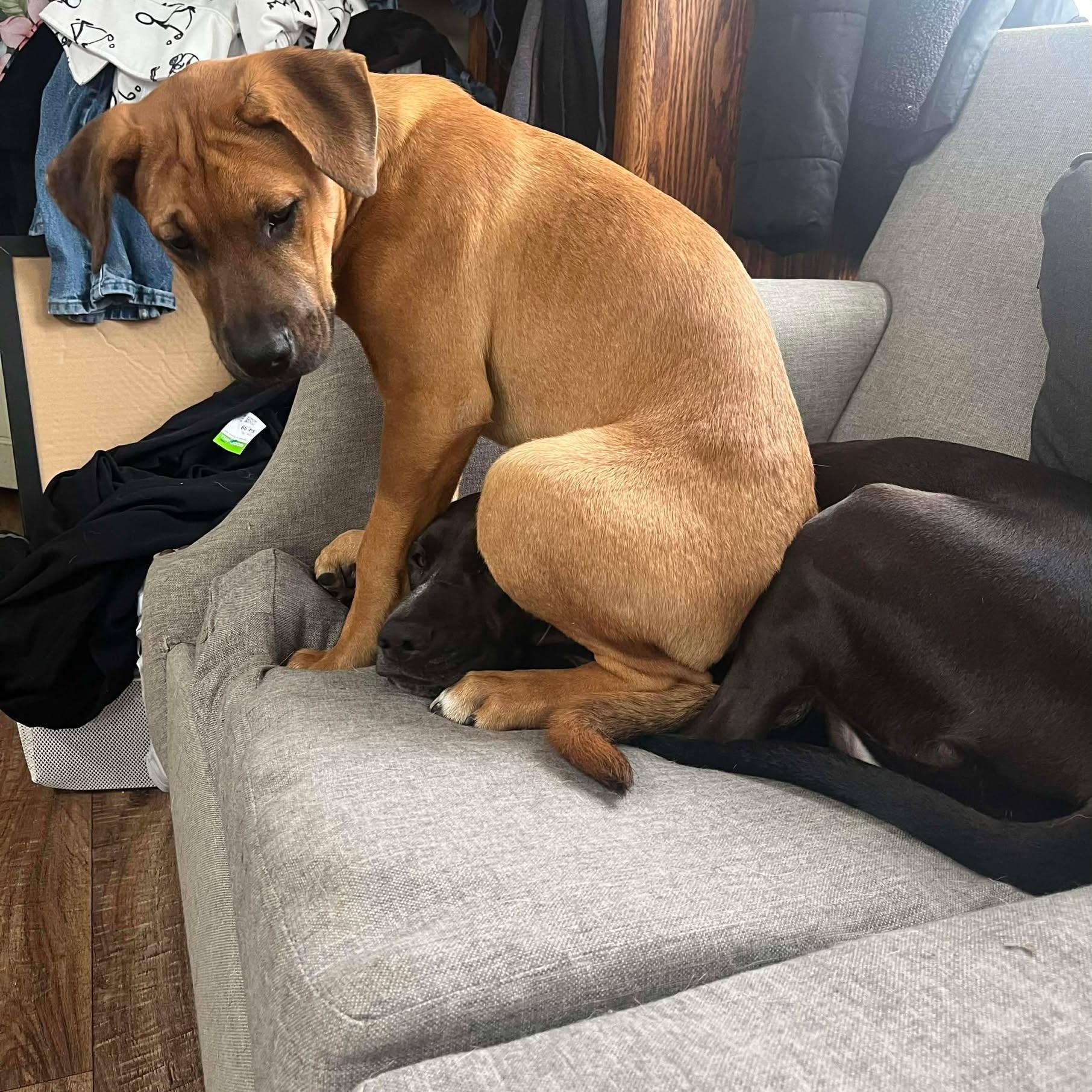 Enlarge Boots, a ADOPTABLE mixed breed in Lockhart, TX image 5/6