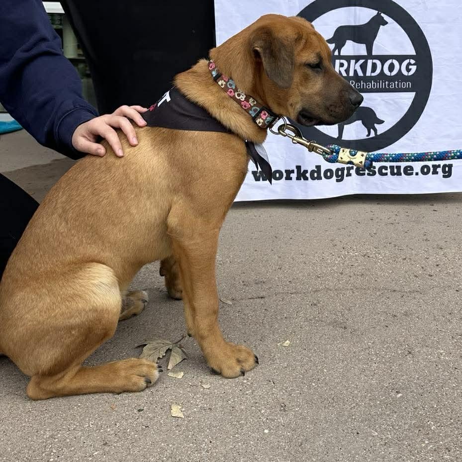 Enlarge Boots, a ADOPTABLE mixed breed in Lockhart, TX image 2/6