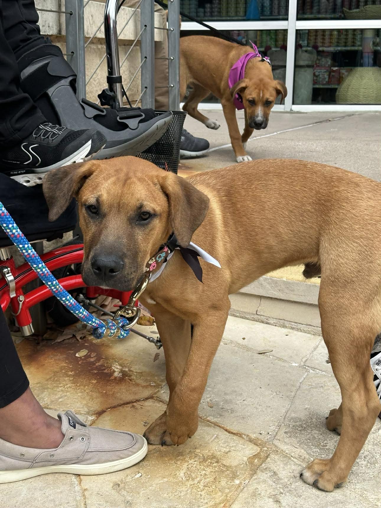 Enlarge Boots, a ADOPTABLE mixed breed in Lockhart, TX image 6/6