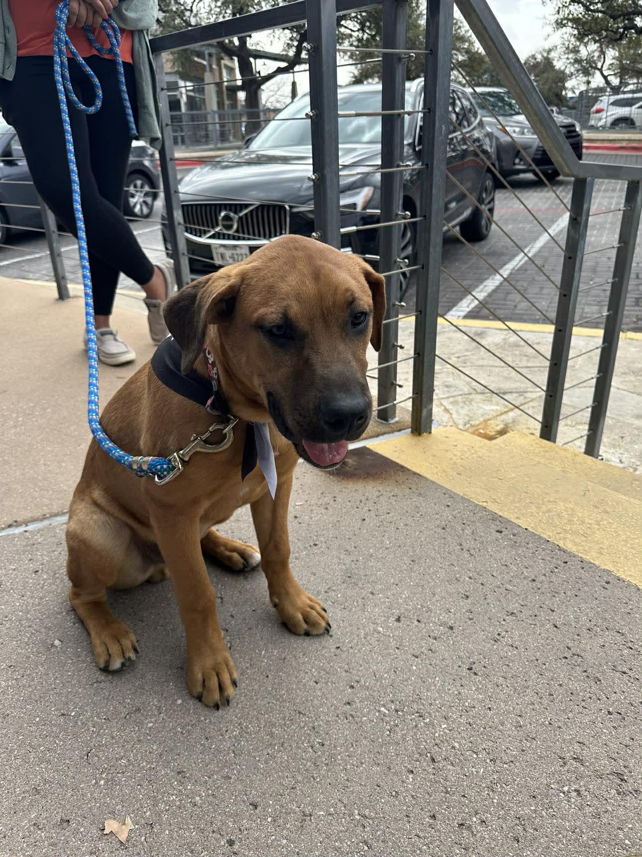 Boots, ADOPTABLE, Puppy Male Boxer.